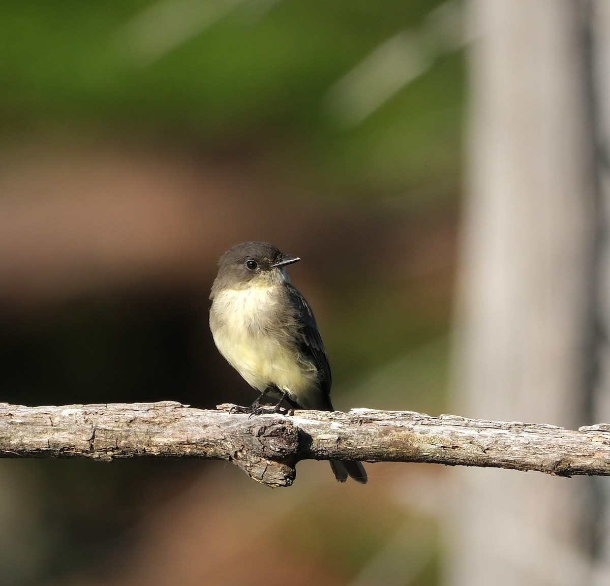 Eastern Phoebe - ML623768621