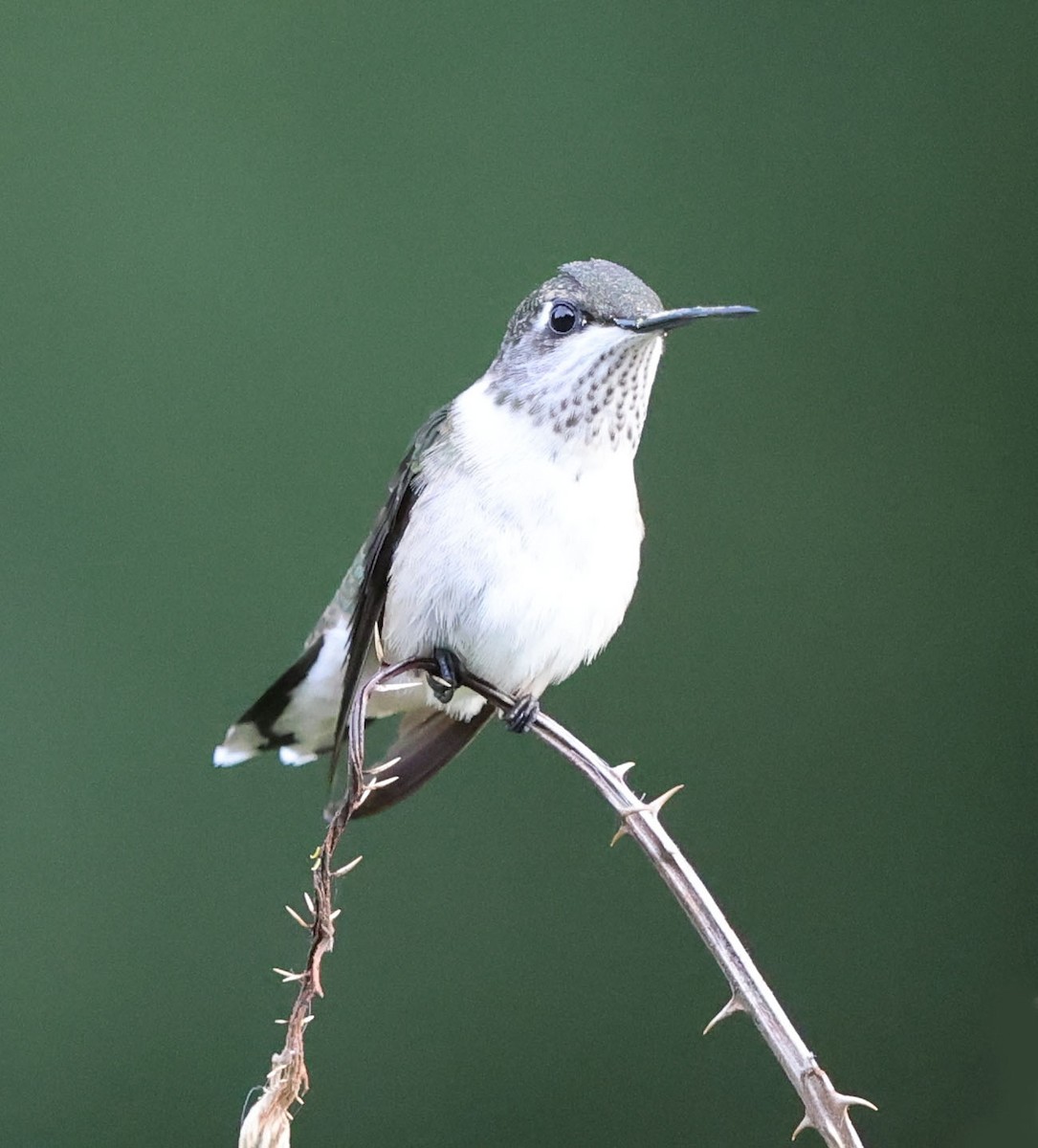 Ruby-throated Hummingbird - ML623768622