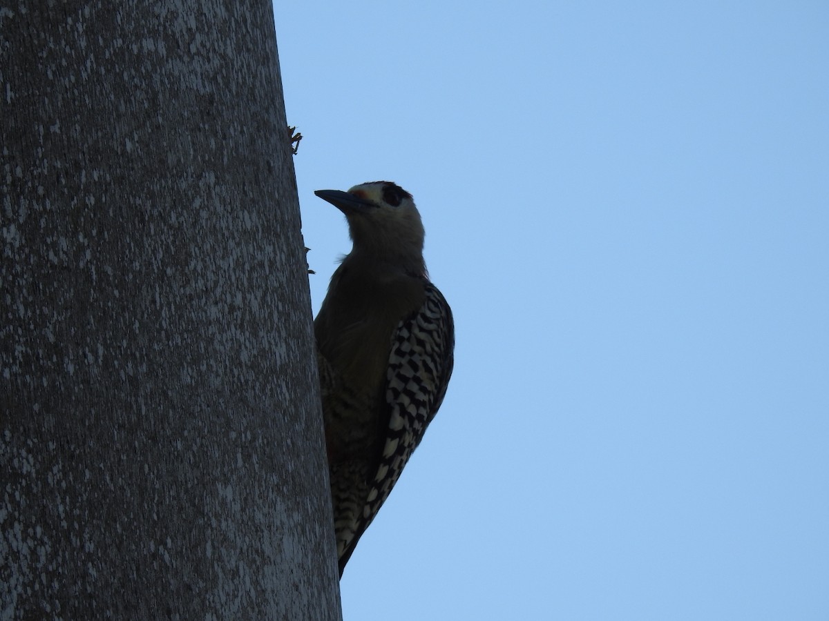 West Indian Woodpecker - ML623768635