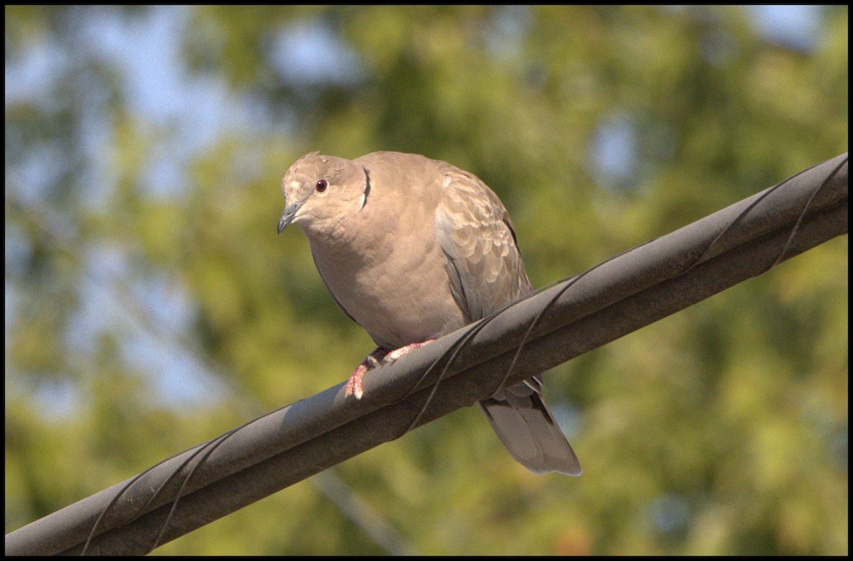 Eurasian Collared-Dove - Tom Pavlik