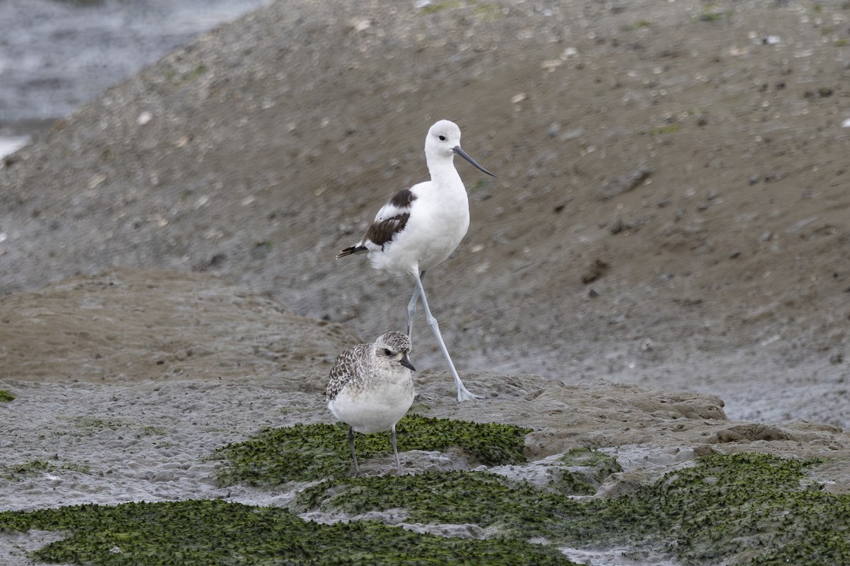 Black-bellied Plover - ML623768726