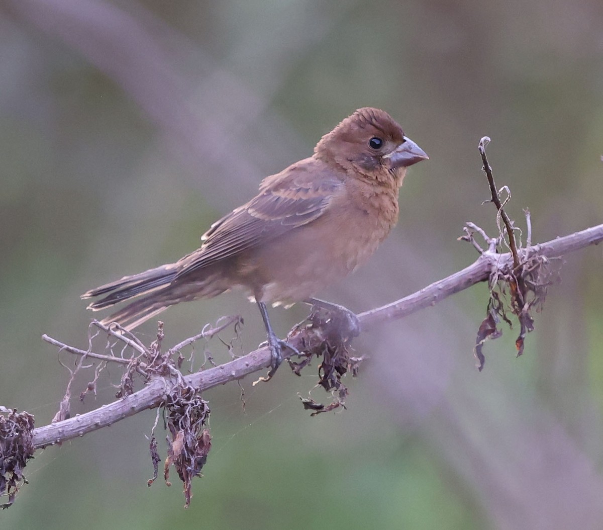 Blue Grosbeak - ML623768851