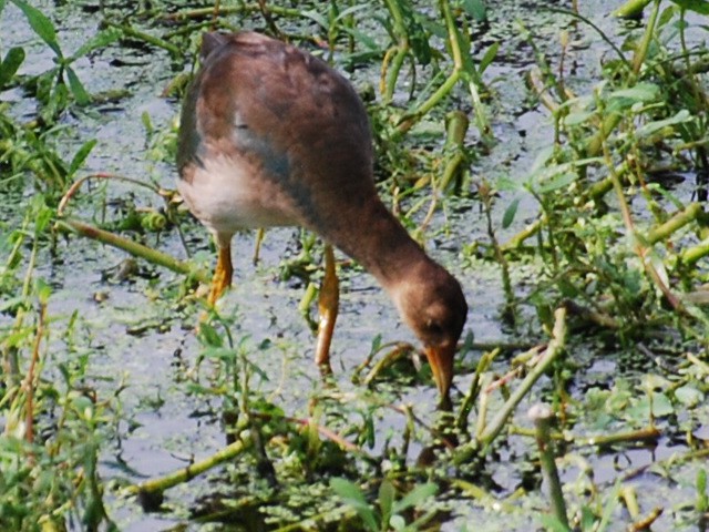 Purple Gallinule - ML623768877