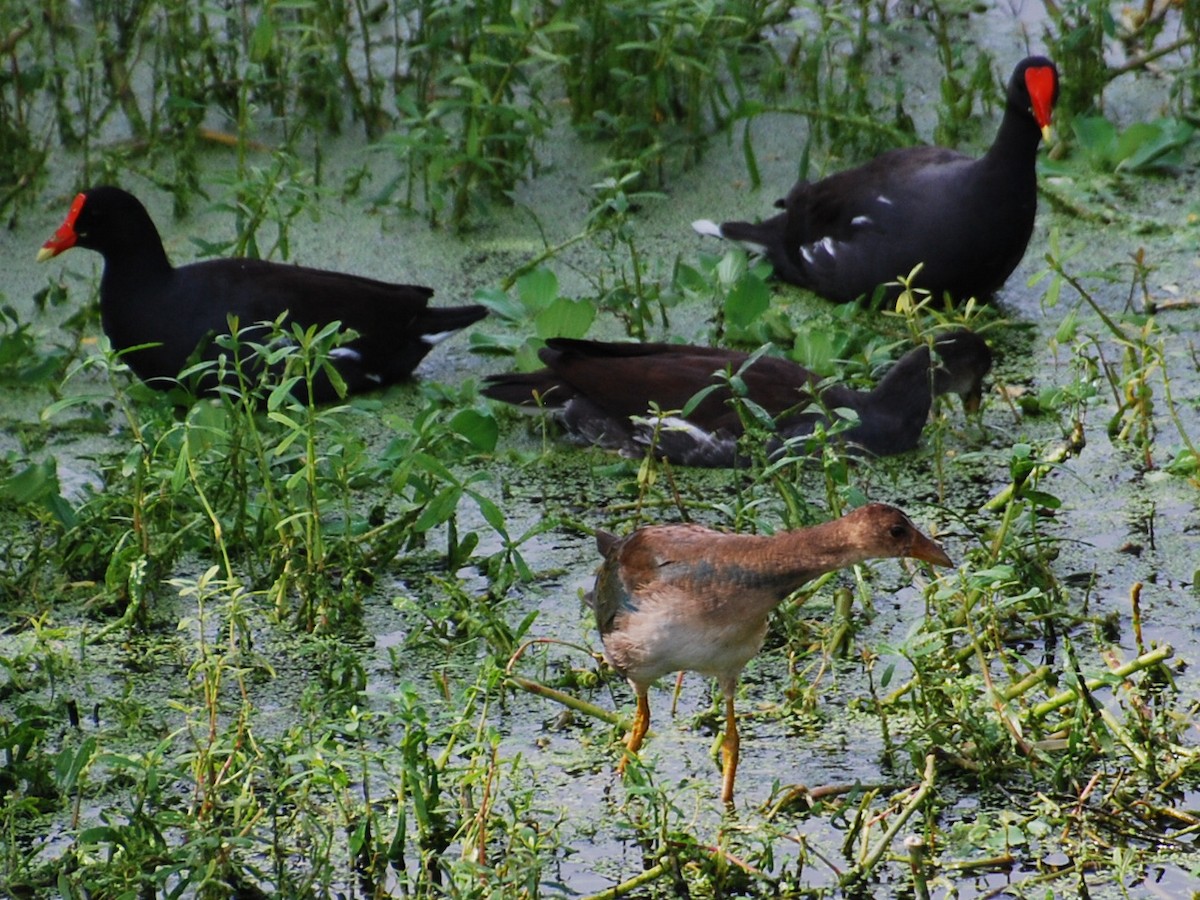 Common Gallinule - ML623768894