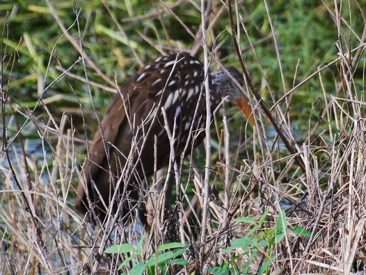 Limpkin - ML623768914