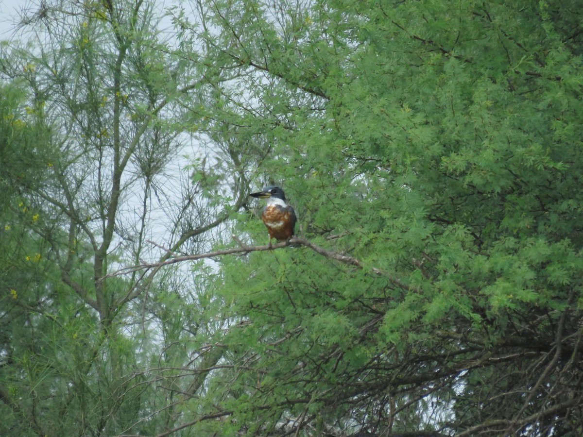 Ringed Kingfisher - ML623768919