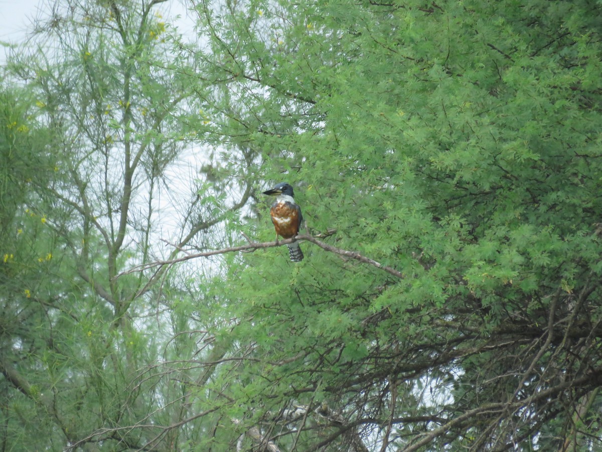 Ringed Kingfisher - ML623768920