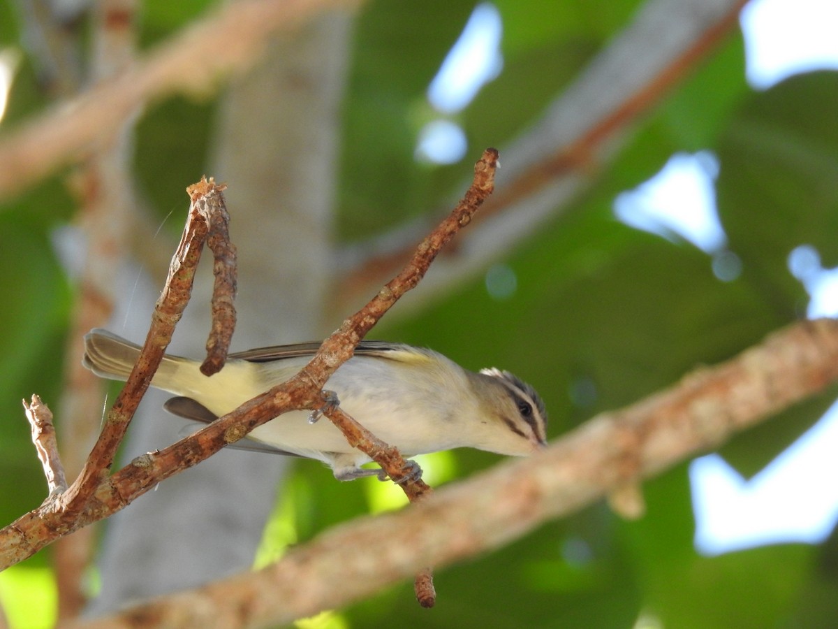 Black-whiskered Vireo - ML623768926