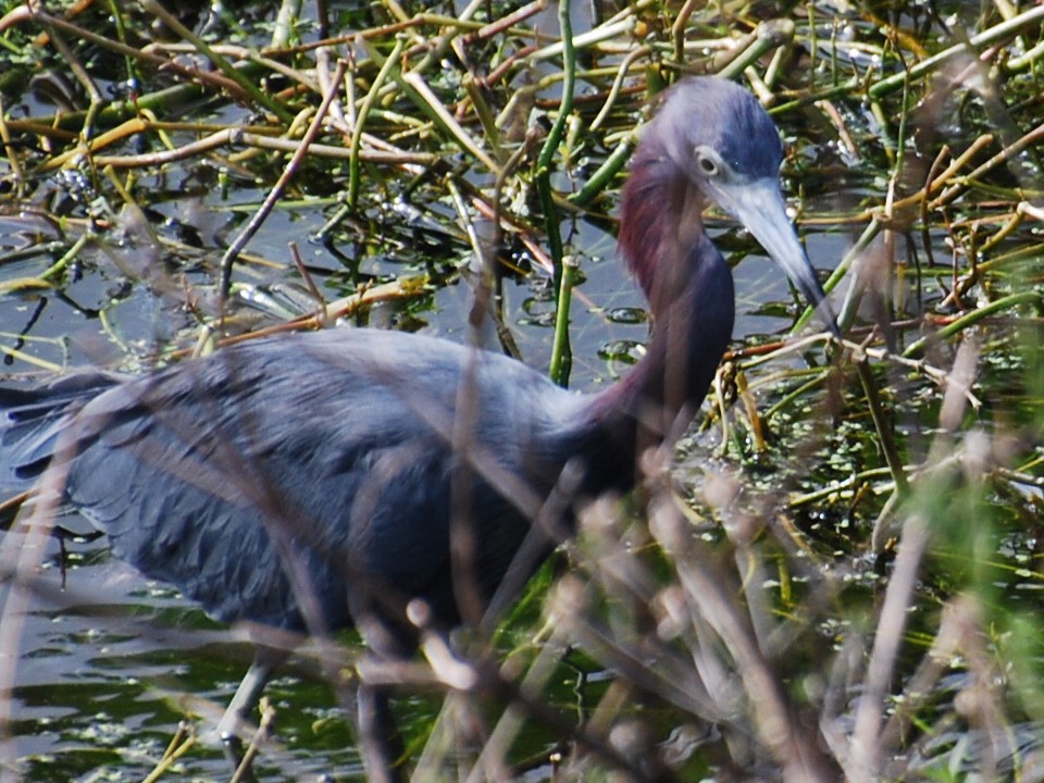 Little Blue Heron - ML623768928