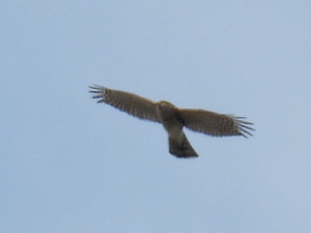 Cooper's Hawk/American Goshawk - ML623768930