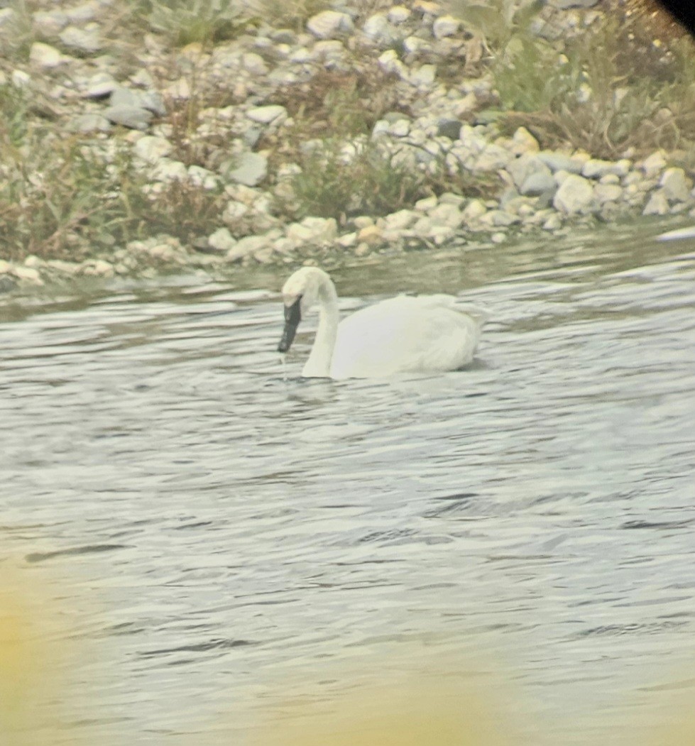 Trumpeter Swan - ML623768931