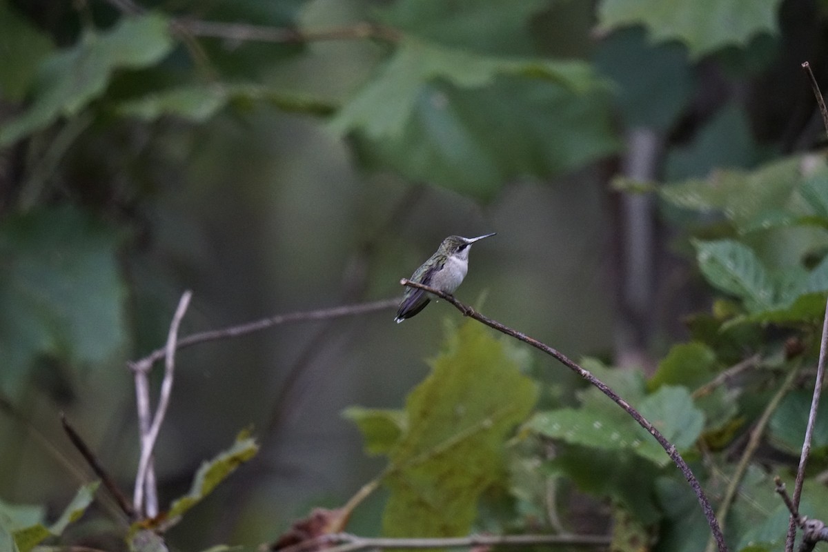 Ruby-throated Hummingbird - ML623768946