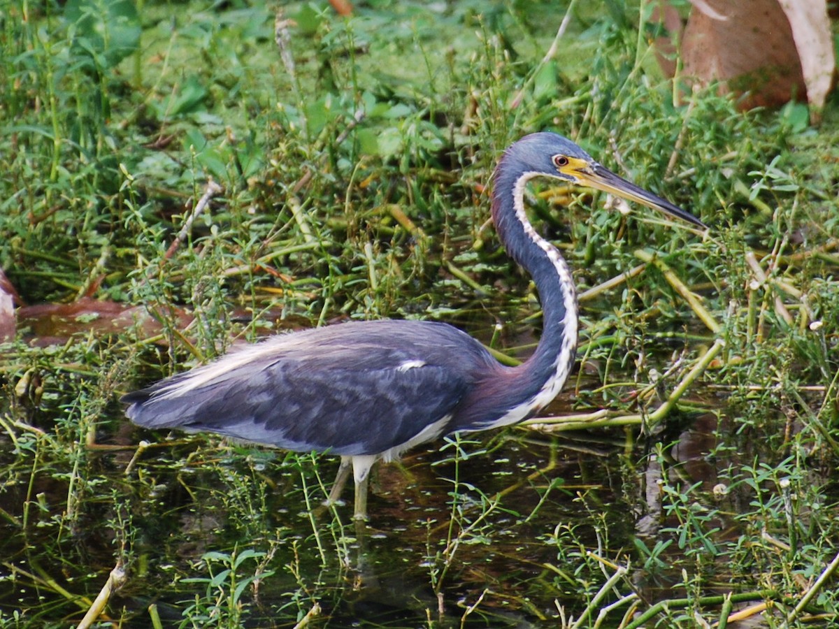 Tricolored Heron - ML623768947