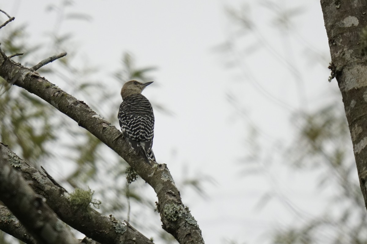 Red-bellied Woodpecker - ML623768956