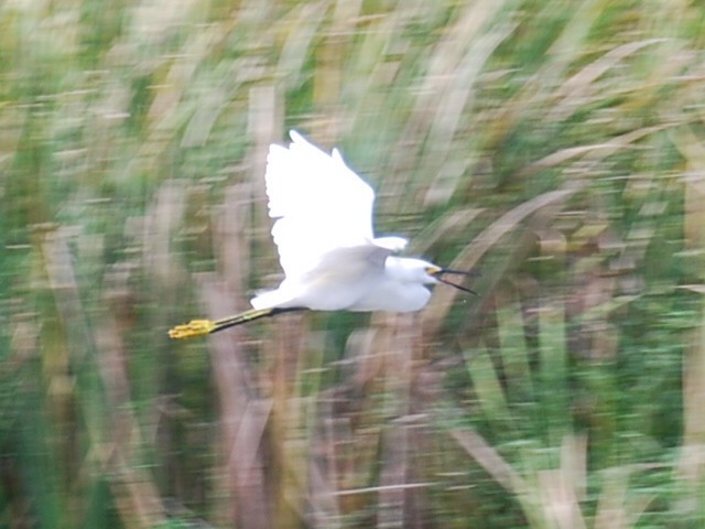 Snowy Egret - ML623768957