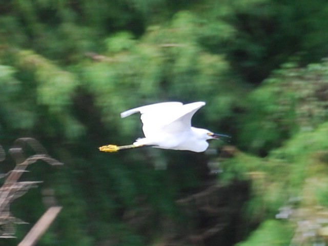 Snowy Egret - ML623768958