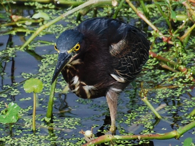 Green Heron - ML623768976