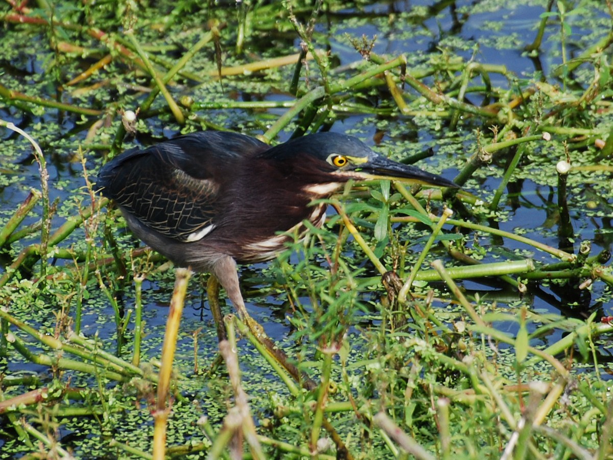 Green Heron - ML623768977