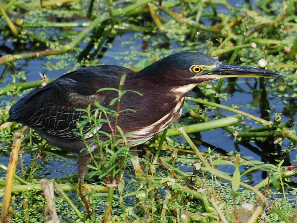 Green Heron - ML623768979