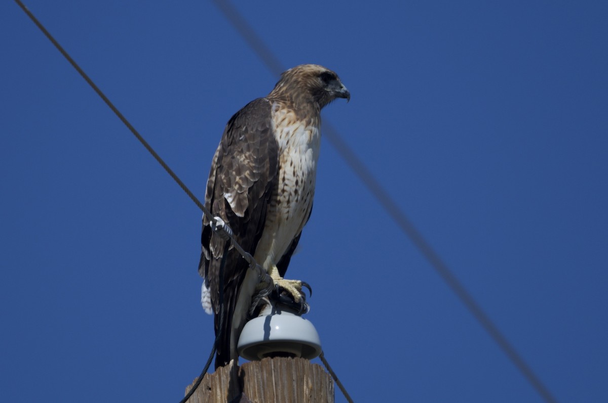 Red-tailed Hawk (calurus/alascensis) - ML623768984