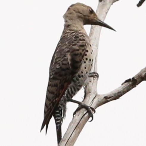 Northern Flicker - ML623768989