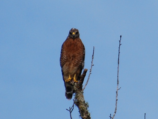 Red-shouldered Hawk - ML623768994