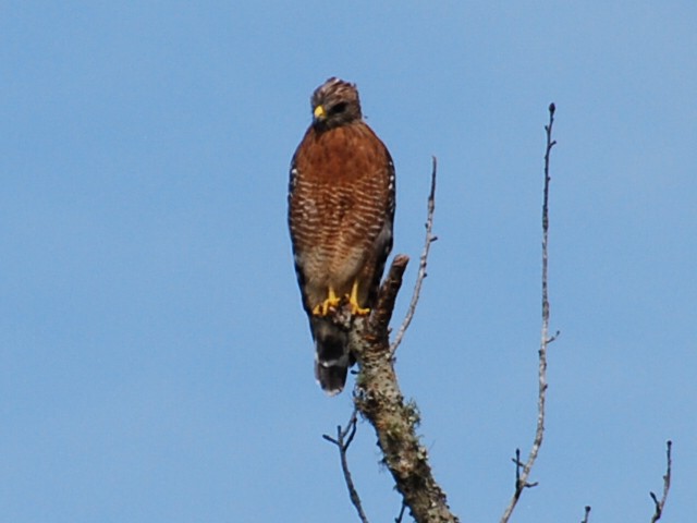 Red-shouldered Hawk - ML623768995