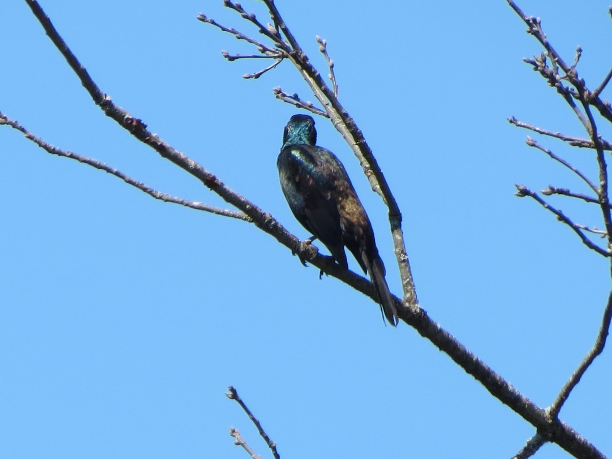 Common Grackle - ML623769005