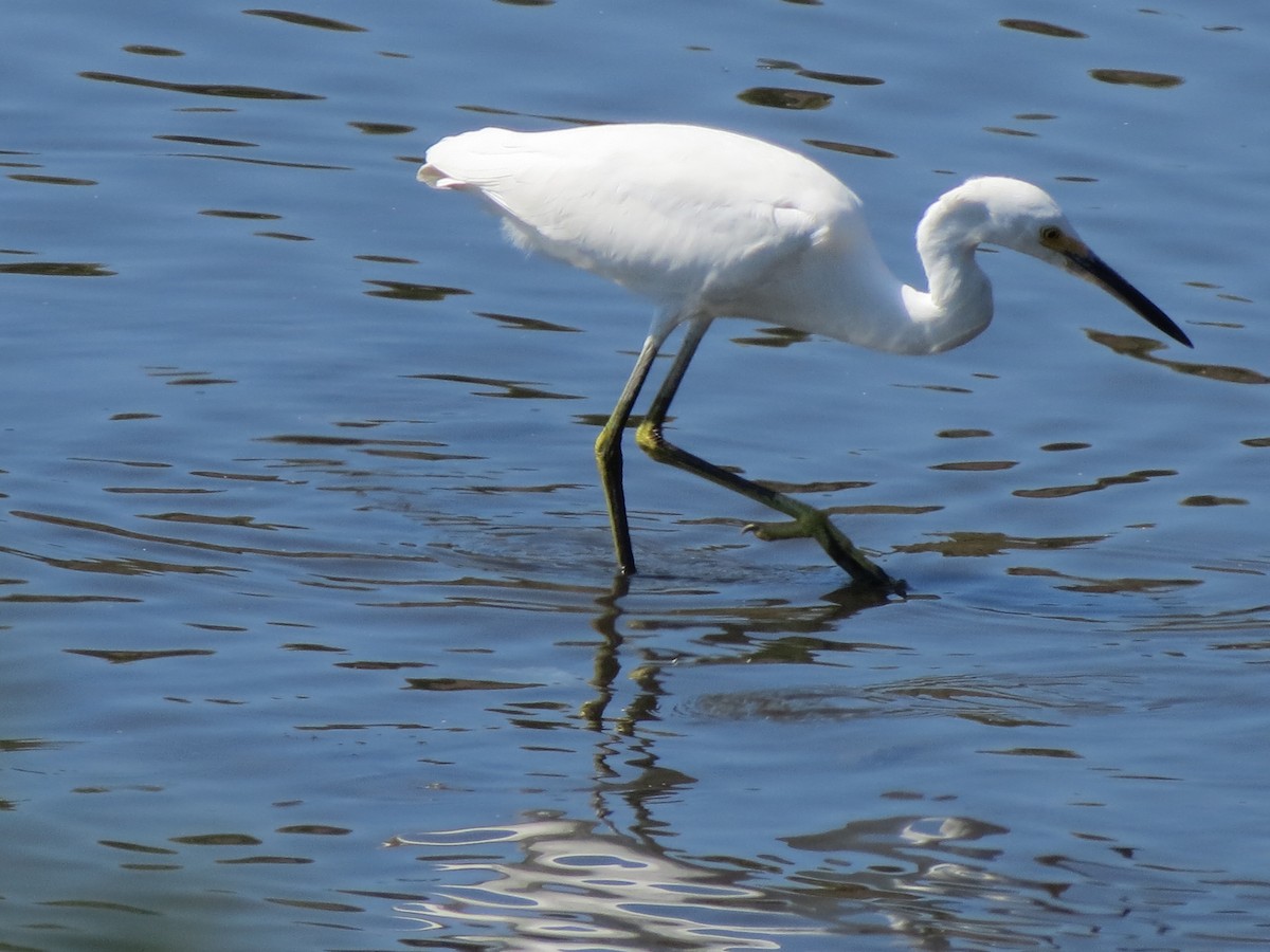 Snowy Egret - ML623769031