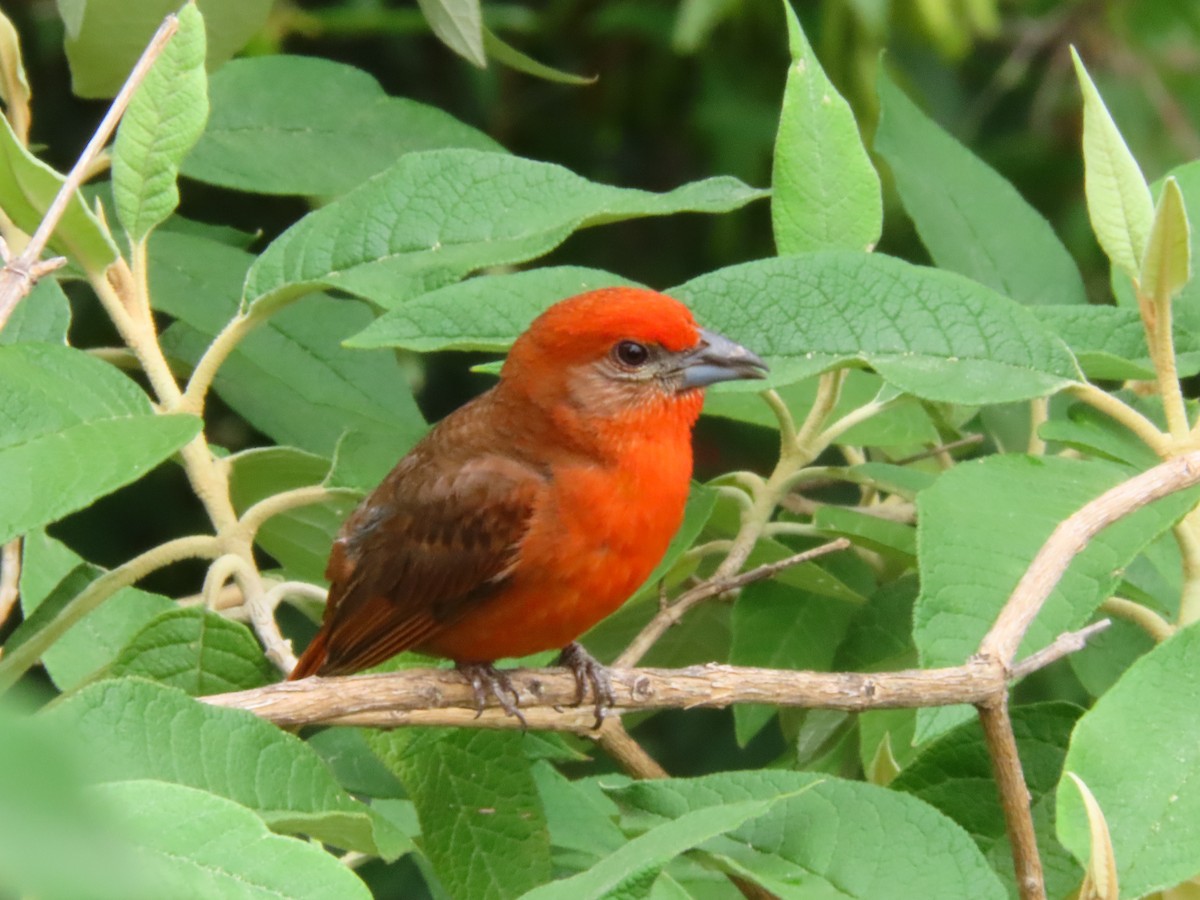 Hepatic Tanager - ML623769037