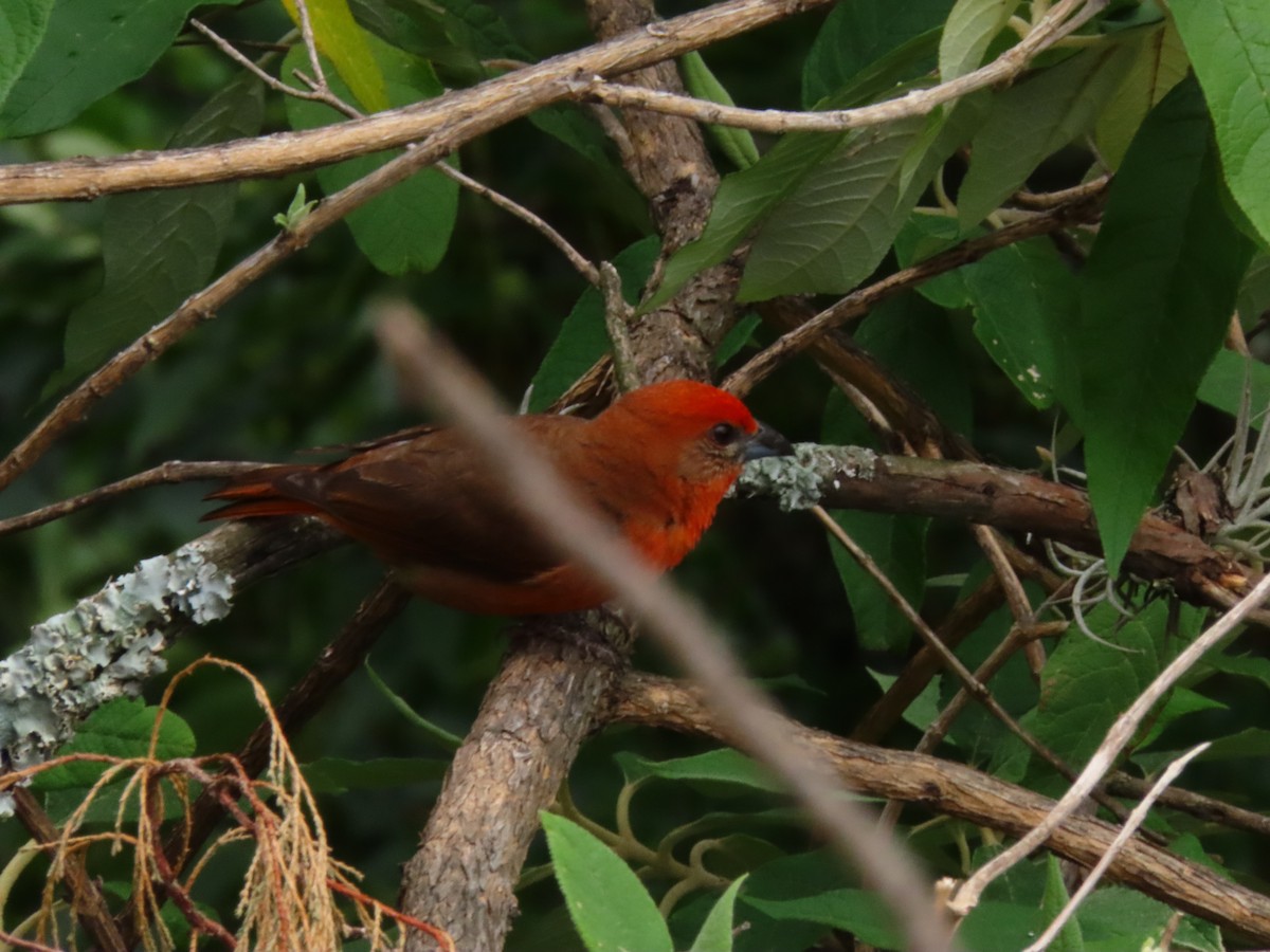 Hepatic Tanager - ML623769038