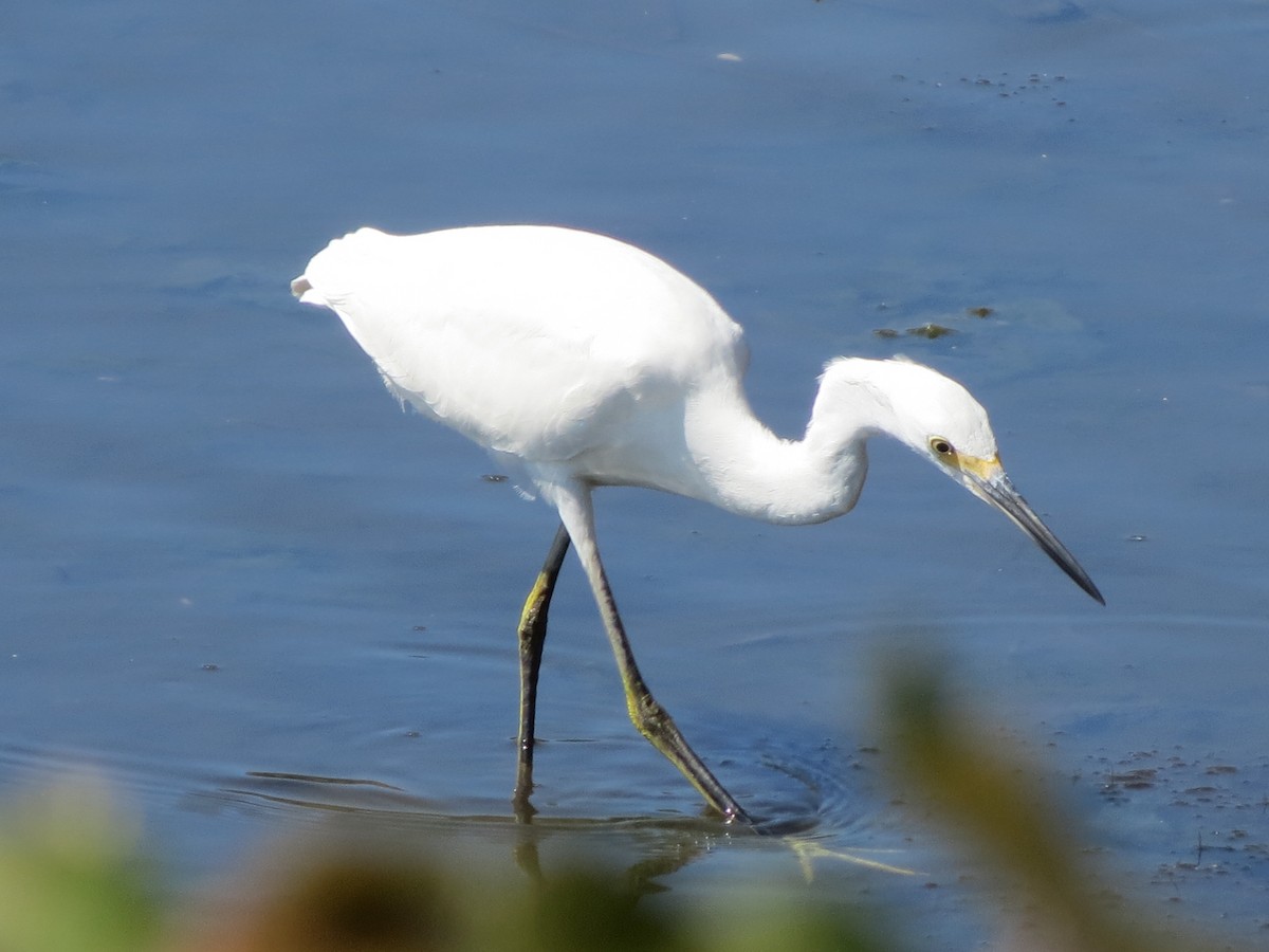 Snowy Egret - ML623769041