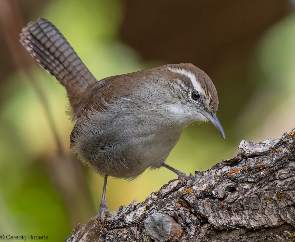 Bewick's Wren - ML623769045