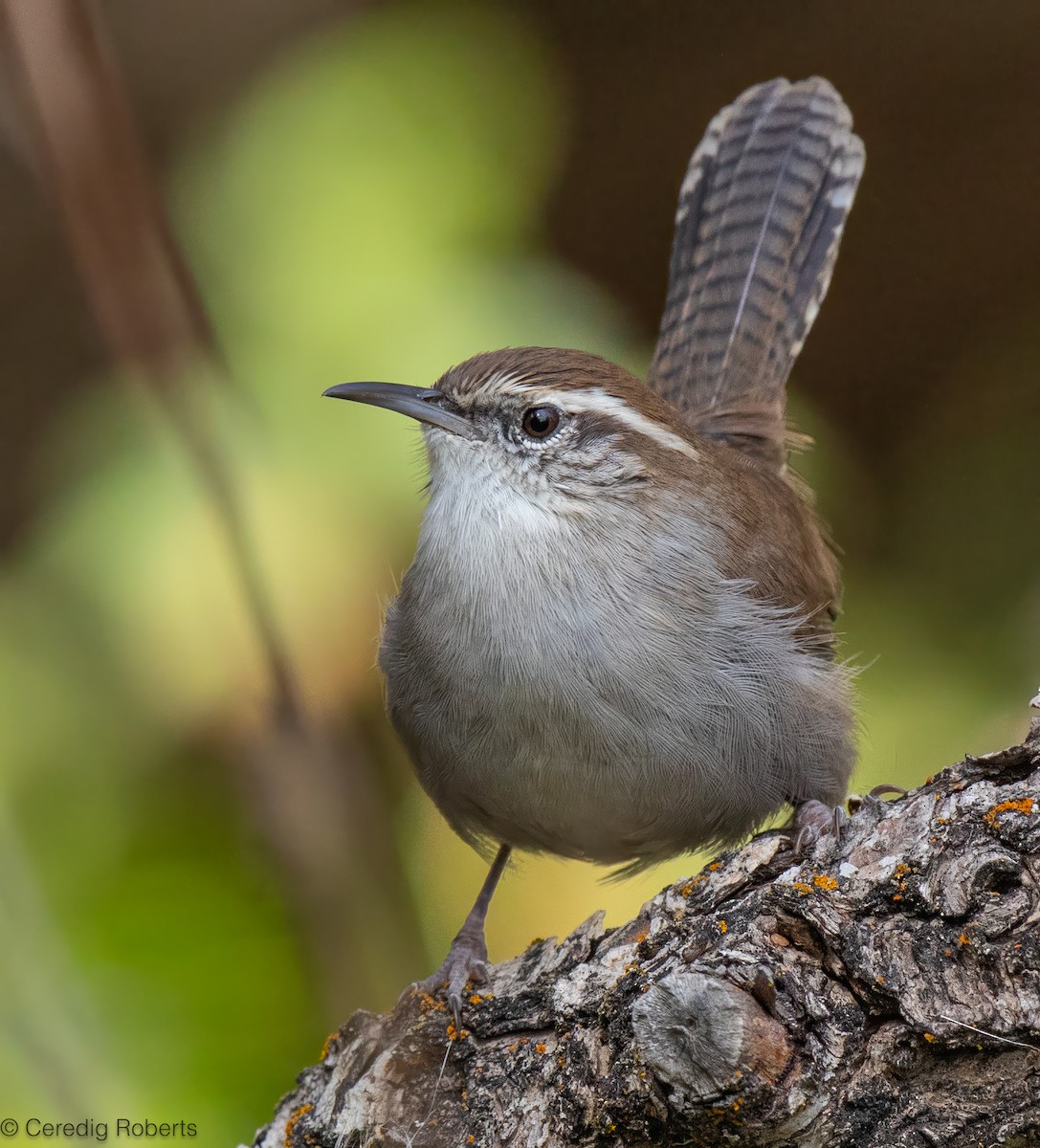 Bewick's Wren - Ceredig  Roberts