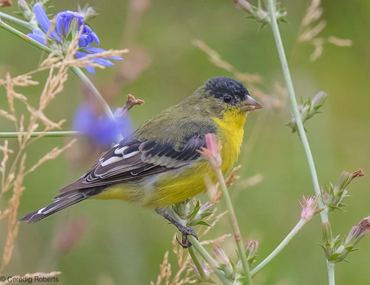 Lesser Goldfinch - ML623769053