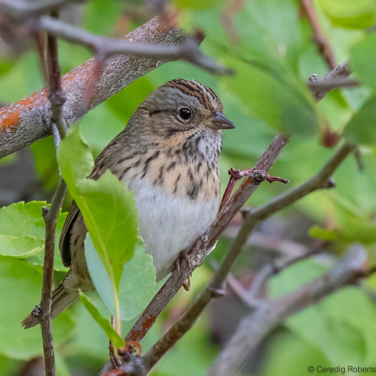 Lincoln's Sparrow - ML623769057