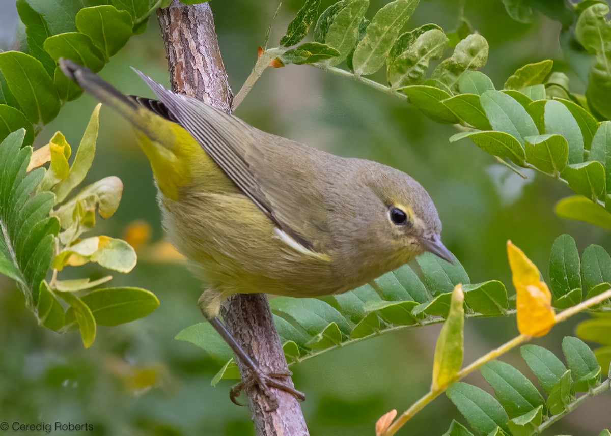 Orange-crowned Warbler - ML623769059