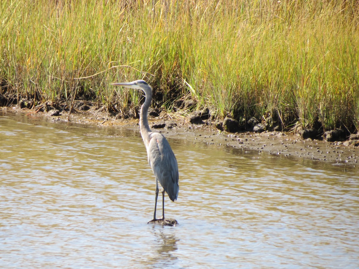 Great Blue Heron - ML623769062