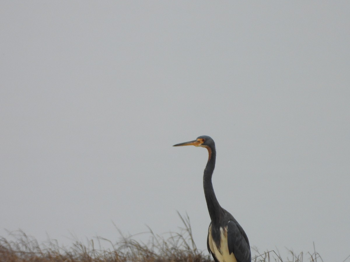 Tricolored Heron - ML623769076