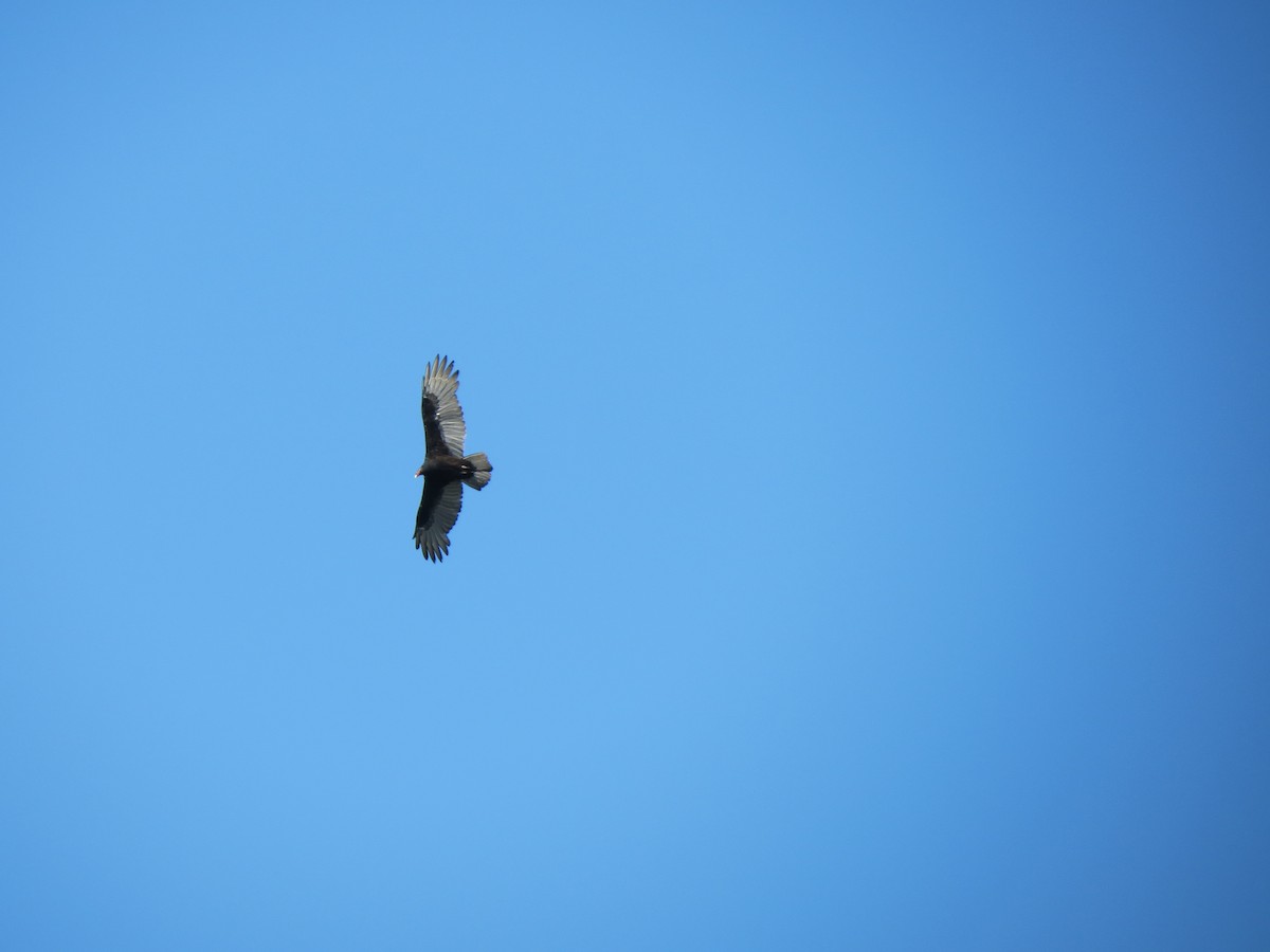 Turkey Vulture - ML623769078