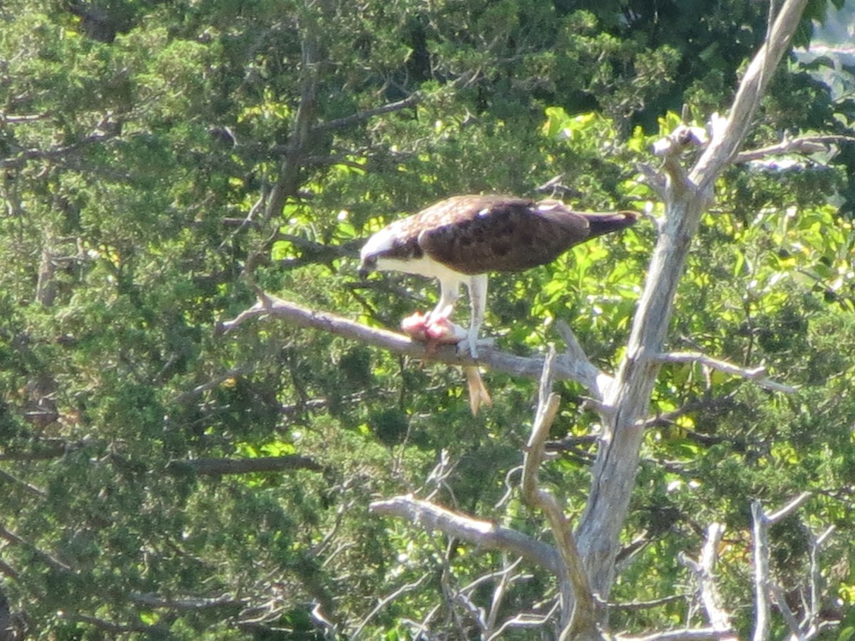 Osprey - ML623769093