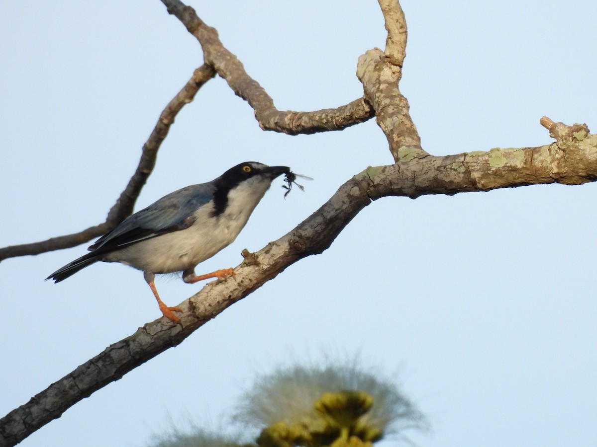 Hooded Tanager - ML623769094