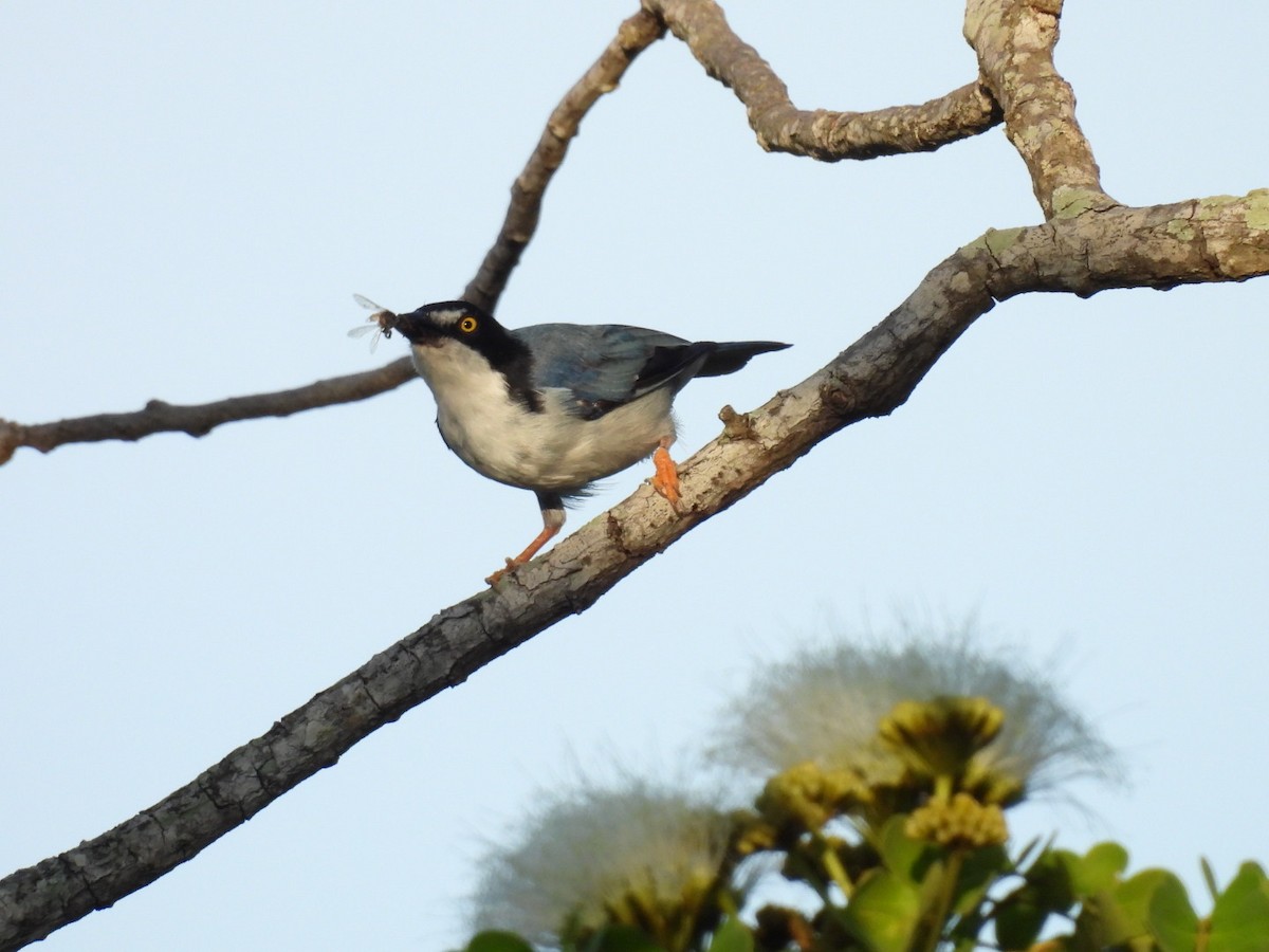 Hooded Tanager - Eunice Benko @bahianaii