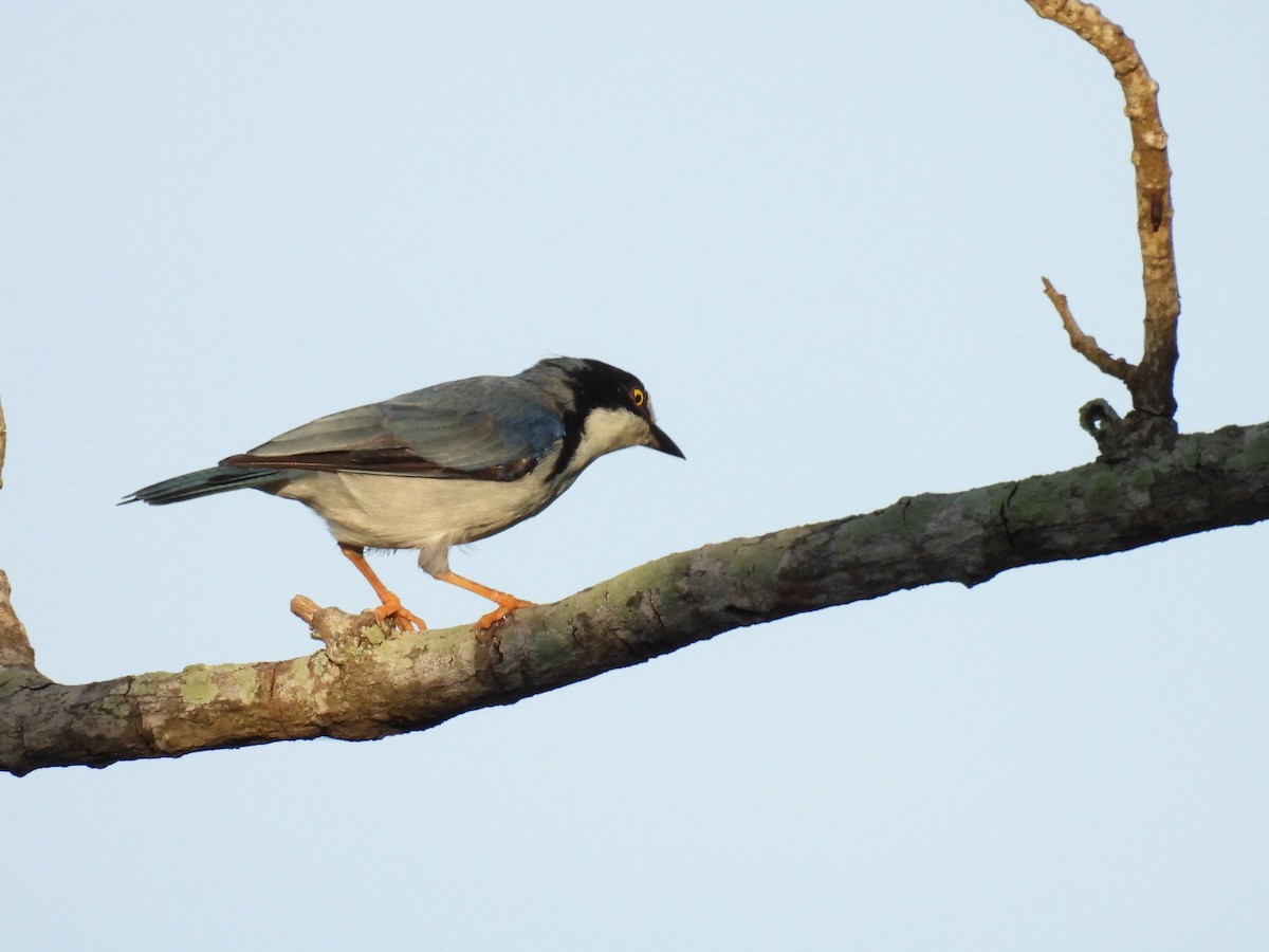 Hooded Tanager - ML623769097