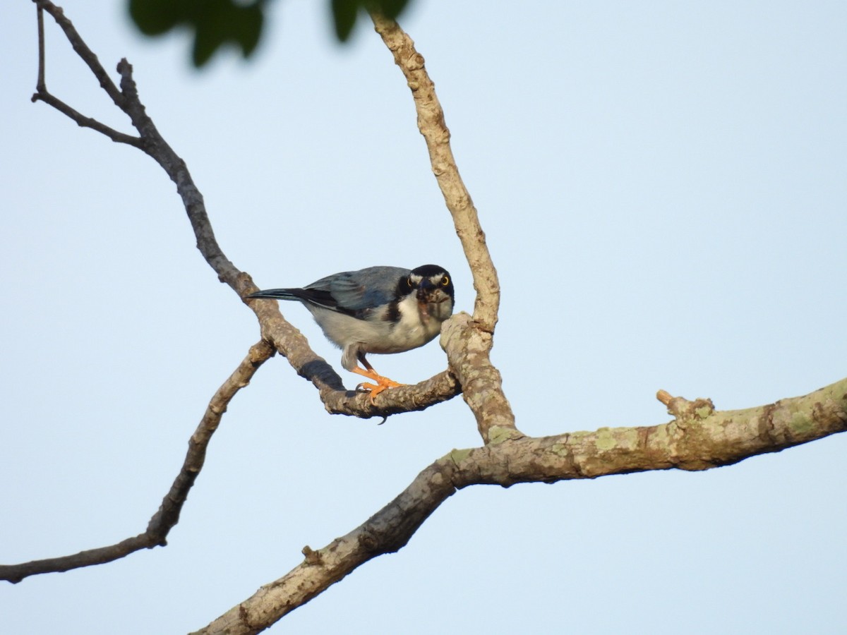 Hooded Tanager - ML623769098