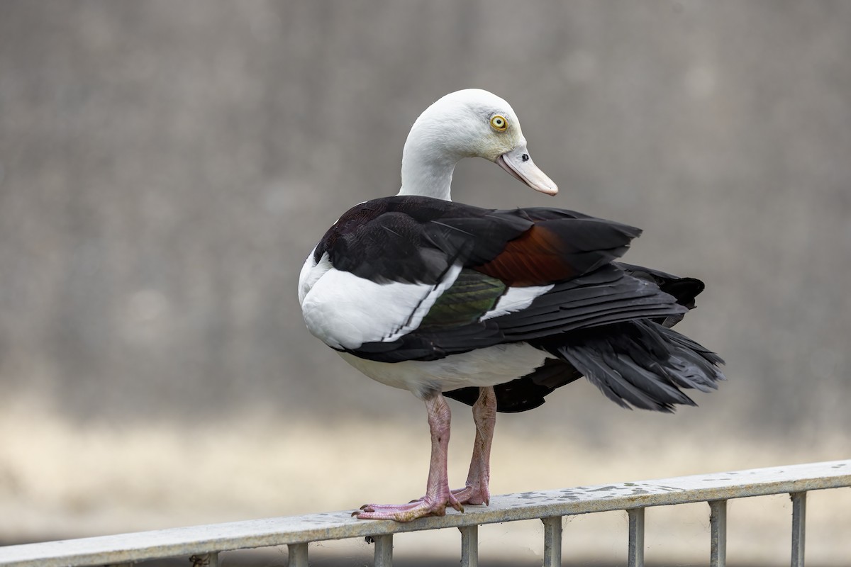 Radjah Shelduck - ML623769146