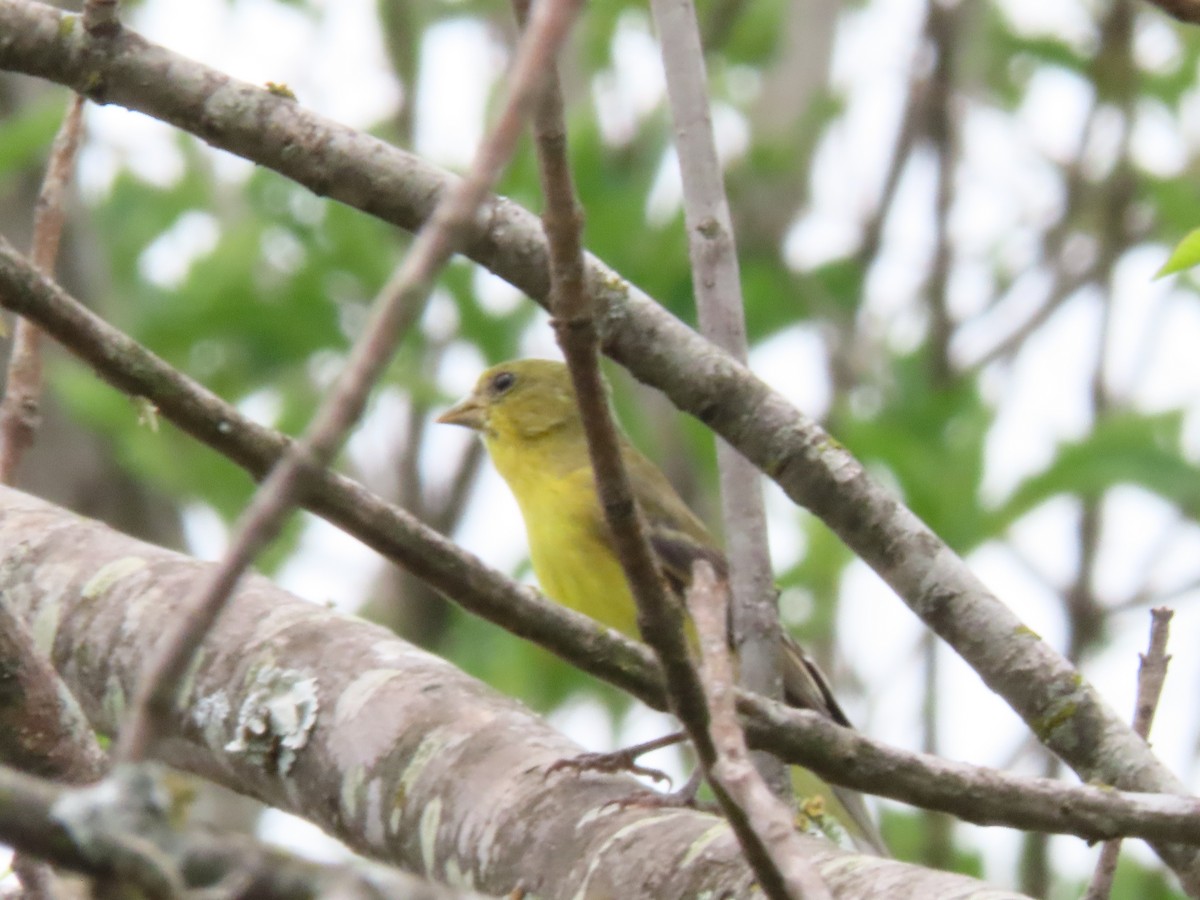 tanager sp. (Piranga sp.) - Marcel Reina Córdoba