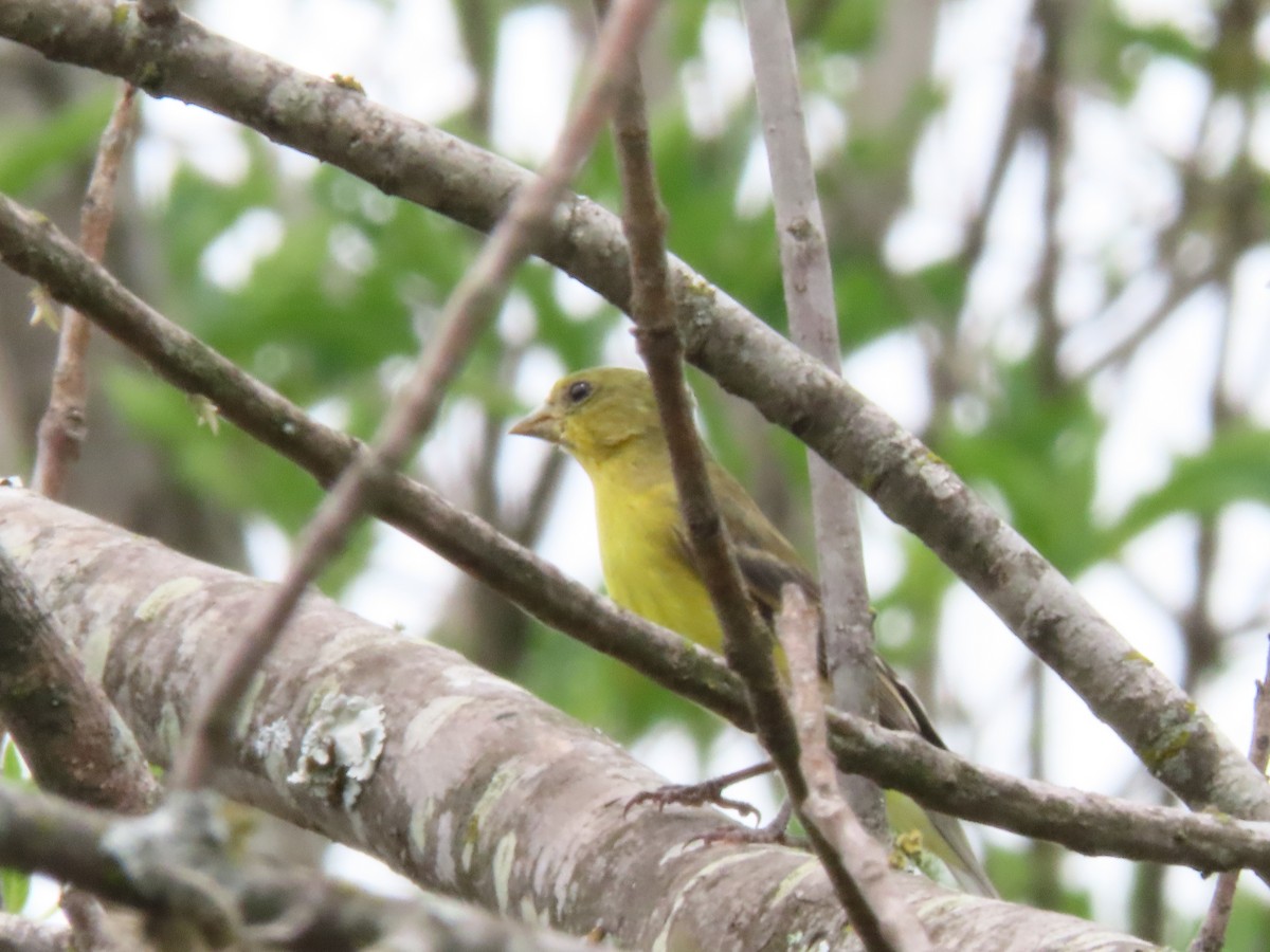 tanager sp. (Piranga sp.) - ML623769153