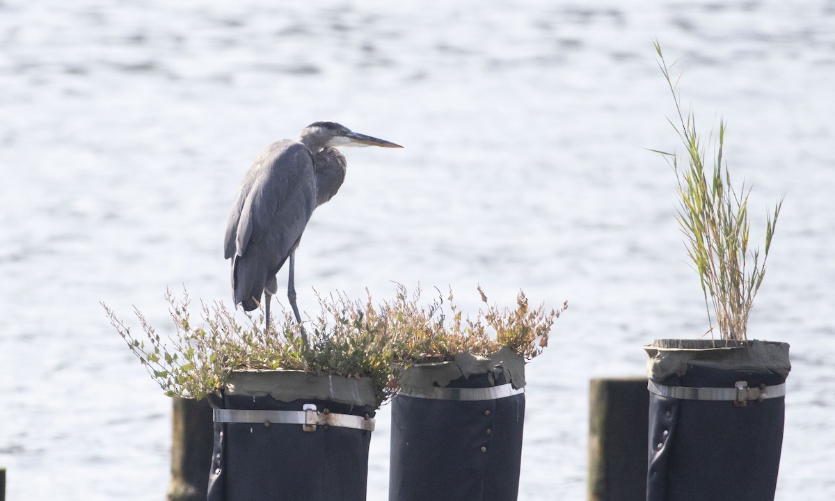 Great Blue Heron - ML623769177