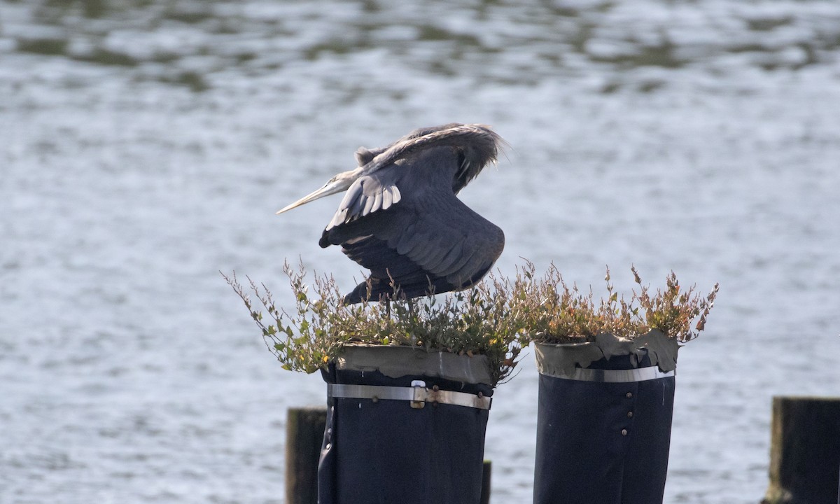 Great Blue Heron - ML623769178